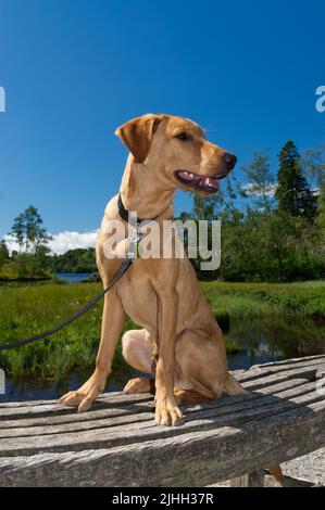 Red Fox Labrador 6 month old Puppy Stock Photo