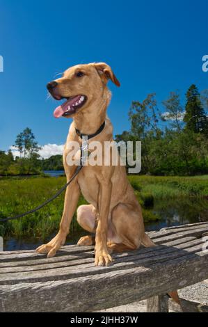 Red Fox Labrador 6 month old Puppy Stock Photo
