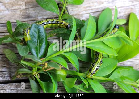 Caterpillar of the box tree moth (Cydalima perspectalis) eating leaves Stock Photo