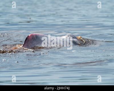 Pink Amazon River dolphin, Inia geoffrensis, in the black water lakes of the Pacaya-Samiria reserve, Peru Stock Photo