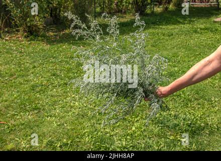 Closeup of fresh growing sweet wormwood (Artemisia Annua, sweet annie, annual mugwort) grasses in the wild field, Artemisinin medicinal plant, natural Stock Photo