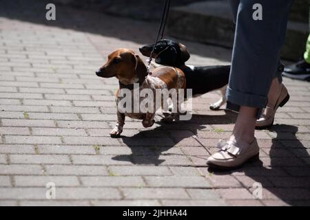 Three cute spotted pygmy dachshunds on a wooden podium. High quality photo Stock Photo