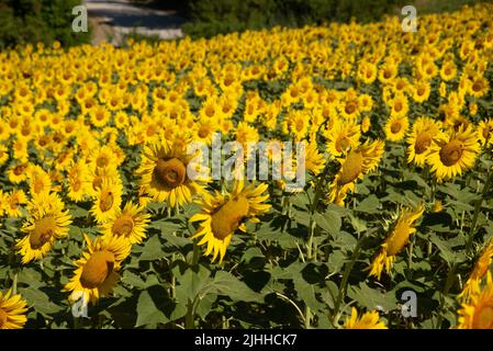 View of sunflowers field on Marche region in Italy Stock Photo