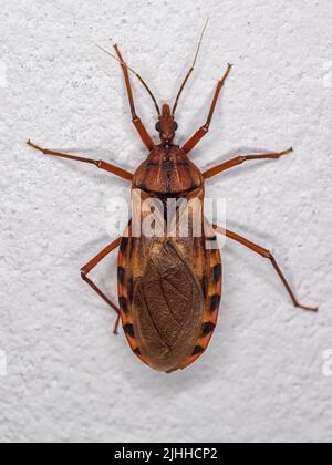 Adult Kissing Bug of the Genus Panstrongylus Stock Photo