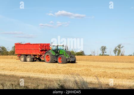 Big modern tractor trucker machine with full loaded with grain or silage wagon container trailer harvested wheat field after combine harvester Stock Photo