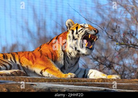 Roaring tiger portrait . Wild animal with open mouth Stock Photo