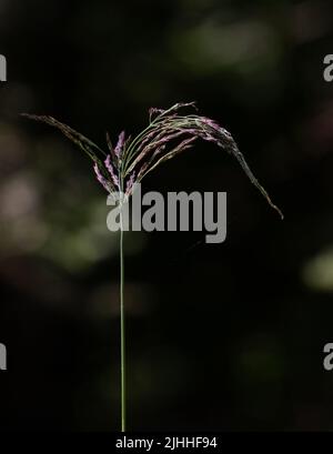 A closeup of a curved Smooth Brome plant with dark background Stock Photo