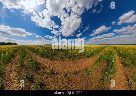 Blooming canola field with tractor gauge and blue sky with white clouds - ultrawide panorama in rectlinear projection Stock Photo