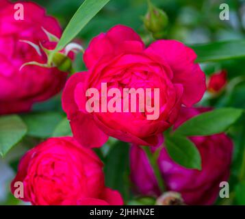 'Benjamin Britten, Ausencart' English Rose, Engelsk ros (Rosa) Stock Photo