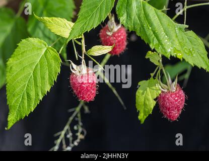 'Autumn Bliss' Raspberry, Hallon (Rubus idaeus) Stock Photo