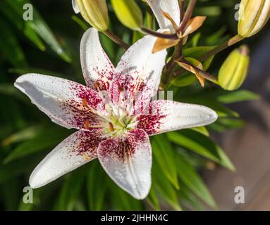 'White Pixels' Asiatic Lily, Asiatisk lilja (Lilium asiatica) Stock Photo