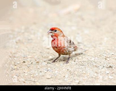 House Finch Male on Ground Stock Photo