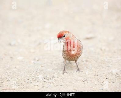 House Finch Male on Ground Stock Photo