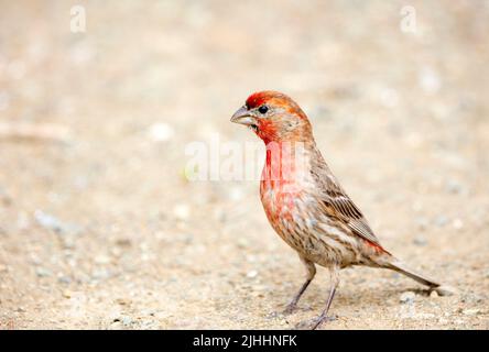 House Finch Male on Ground Stock Photo