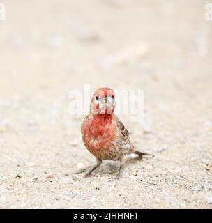 House Finch Male on Ground Stock Photo