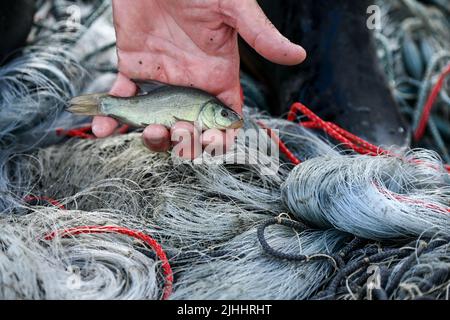 Small fish in a fishing net Stock Photo - Alamy