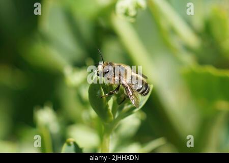 Detailed closeup on a male Willughby's leafcutter bee, Megachile willughbiella, sitting on a green leaf in the garden Stock Photo