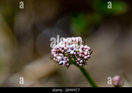 Valeriana dioica in meadow, close up Stock Photo