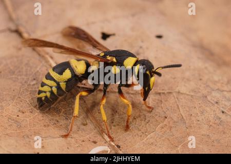 Detailed closeup on a colorful yellow and black potter wasp, Euodynerus dantici sitting on a dried leaf Stock Photo