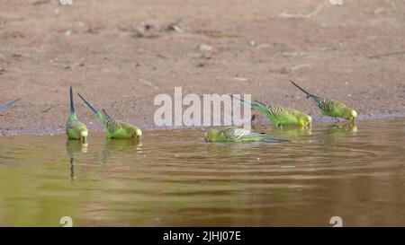 a budgerigar flock drinking at redbank waterhole Stock Photo