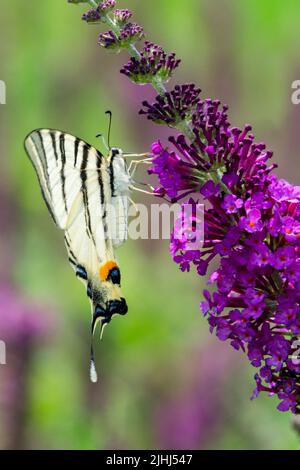 Butterfly bush, Summer lilac, Butterfly, Feeding, Scarce Swallowtail Butterfly, Iphiclides podalirius, Nectaring, Flower Stock Photo