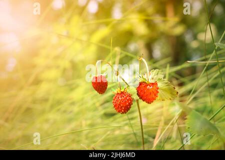 Ripe red wild strawberries in the forest. Stock Photo