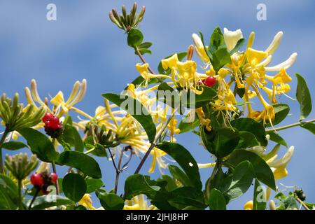 Red Berries, Lonicera periclymenum, Honeysuckle, White yellow, Flower Stock Photo