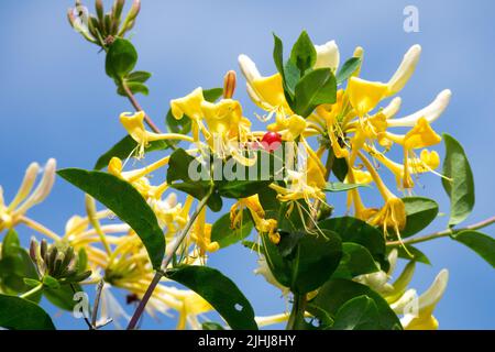 Lonicera Graham Thomas, Honeysuckle, Flower, Lonicera periclymenum, White yellow, Blooming, Flowers, Loniceras, Climber Woodbine Stock Photo