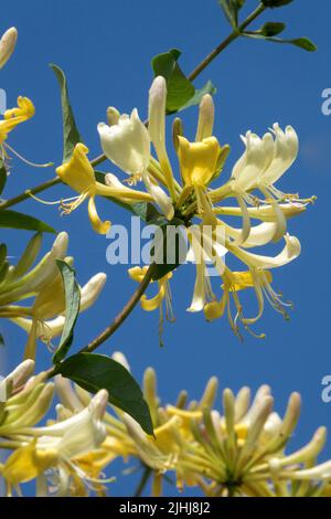 White yellow, Flower, Climbing, Plant, Honeysuckle, Lonicera periclymenum Stock Photo
