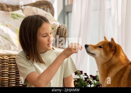 Portrait of little girl playing with her dog husky on sunny day. High quality photo Stock Photo