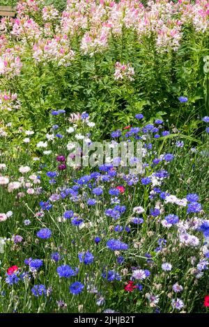 Bachelors Buttons, Cleome, Centaurea, Blue, Pink, Flowering, Garden, Cyanus segetum, Grandfathers Whiskers, Flowers Stock Photo
