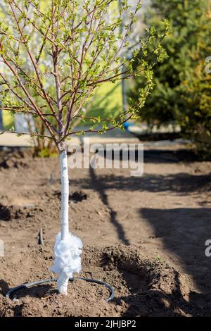 Apple tree sapling with blossoming leaves in spring garden. White-dyed trunk and synthetic winterizer on tree protecting against pests, caterpillars and ants. High quality photo Stock Photo