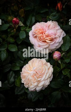 Rosa Joie de Vivre Korfloci a sweetly scented pale peachy pink  Floribunda rose growing in a garden in Newquay in Cornwall in the UK. Stock Photo