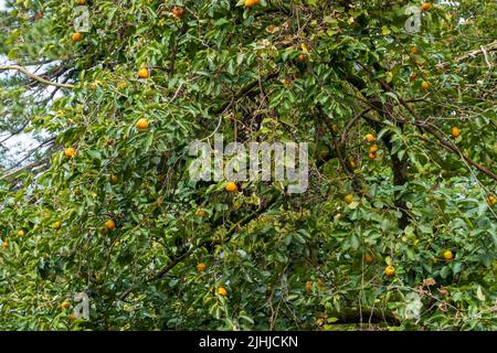 Green citrus tree with ripe tangerines on branches growing in garden on summer day Stock Photo