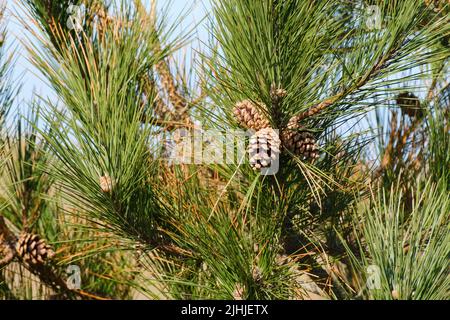 Pine cone at a shrub Stock Photo