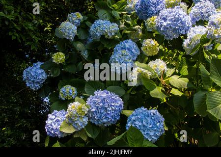 Hydrangea blue flower close-up in Batumi Stock Photo