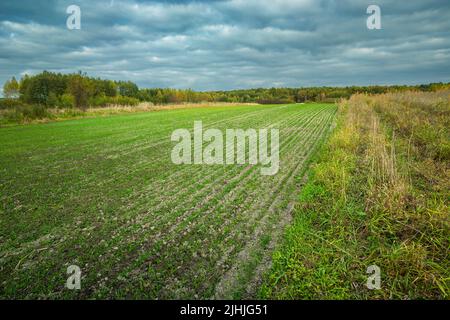 Young grain seedlings in autumn, winter sowing, October rural day Stock Photo