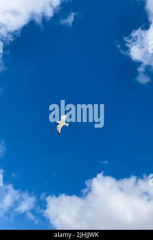 Seagull flies in the blue sky. Soaring bird in the blue sky with white clouds Stock Photo