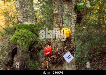 Sheffield, UK - 31 Oct 2019: Cute tiny jack o lanterns made from carved sweet red, yellow and green bell peppers at Eccleshall Woods Halloween Trail Stock Photo