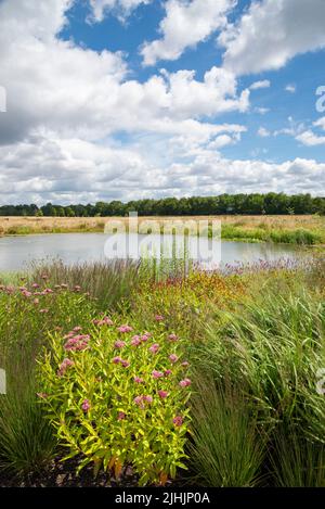 The Worsley Welcome garden and lake at RHS Bridgewater, a new garden in Greater Manchester, England. July, 2022. Stock Photo