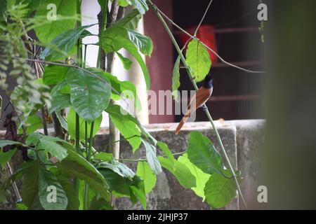 Kerala golden backed woodpecker is looking for prey. Stock Photo