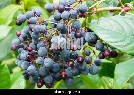 Edible Berries, Fuchsia arborescens Fruit Stock Photo