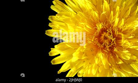 Wild yellow flower with multiple petals isolated on black background. Macro photo. Texture. Stock Photo