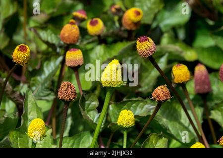 Edible Plant, Spilanthes, Acmella oleracea Stock Photo