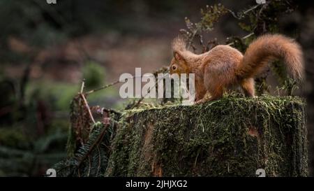 A Red Squirrel on an old tree trunk in the Queen Elizabeth forest in the Trossachs National Park Stock Photo