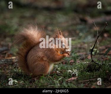 A red squirrel sitting eating a nut on the forest floor in woodlands near Aberfoyle Stock Photo