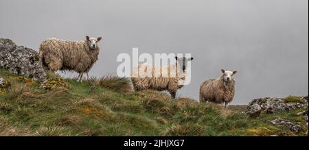 Three Sheep on a hill farm in Yorkshire Dales watching as we walk past Stock Photo