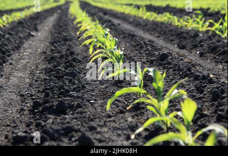 Young corn growths in fertile soil at sunny morning Stock Photo