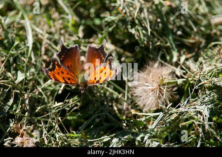 Eastern Comma butterfly on the ground during summer in New York Stock Photo