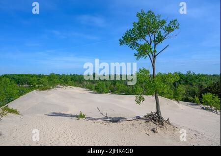 A single tree with exposed roots growing in a sand dune at Sandbanks Dunes Beach, Prince Edward County, Ontario, Canada. Stock Photo